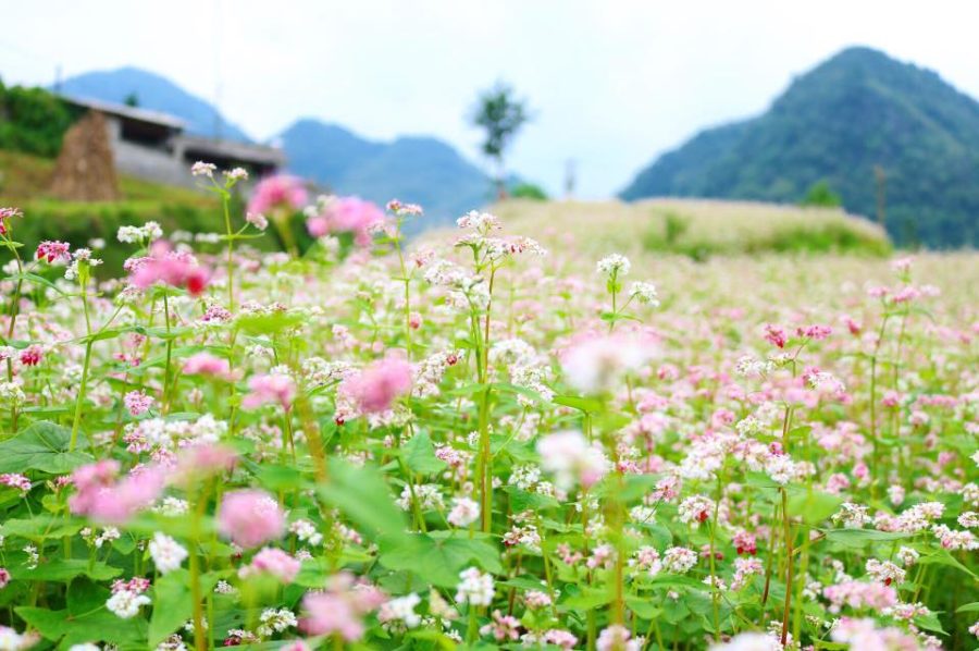 Hình ảnh tuyệt đẹp về cánh đồng hoa rực rỡ