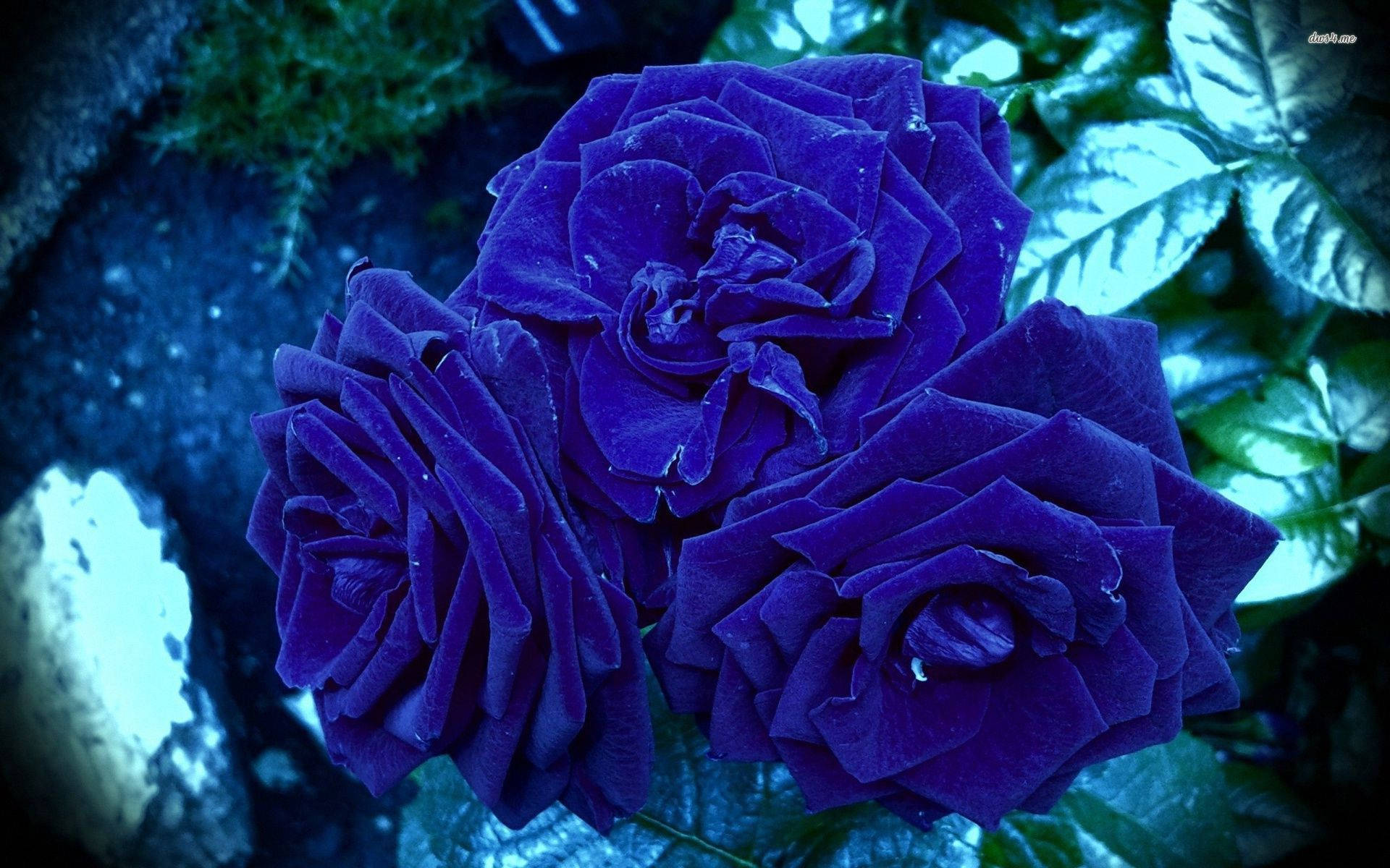 Hình ảnh tuyệt đẹp về hoa hồng xanh