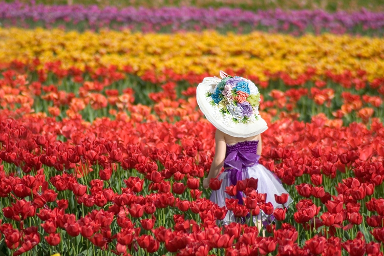 Hình ảnh về cánh đồng hoa tuyệt đẹp