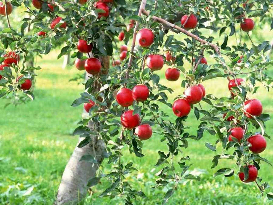 Hình ảnh vườn táo đỏ đẹp