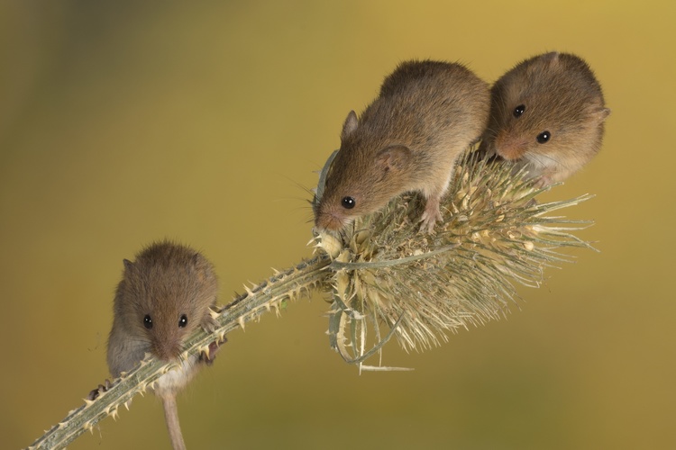 Hình những chú chuột cực đẹp