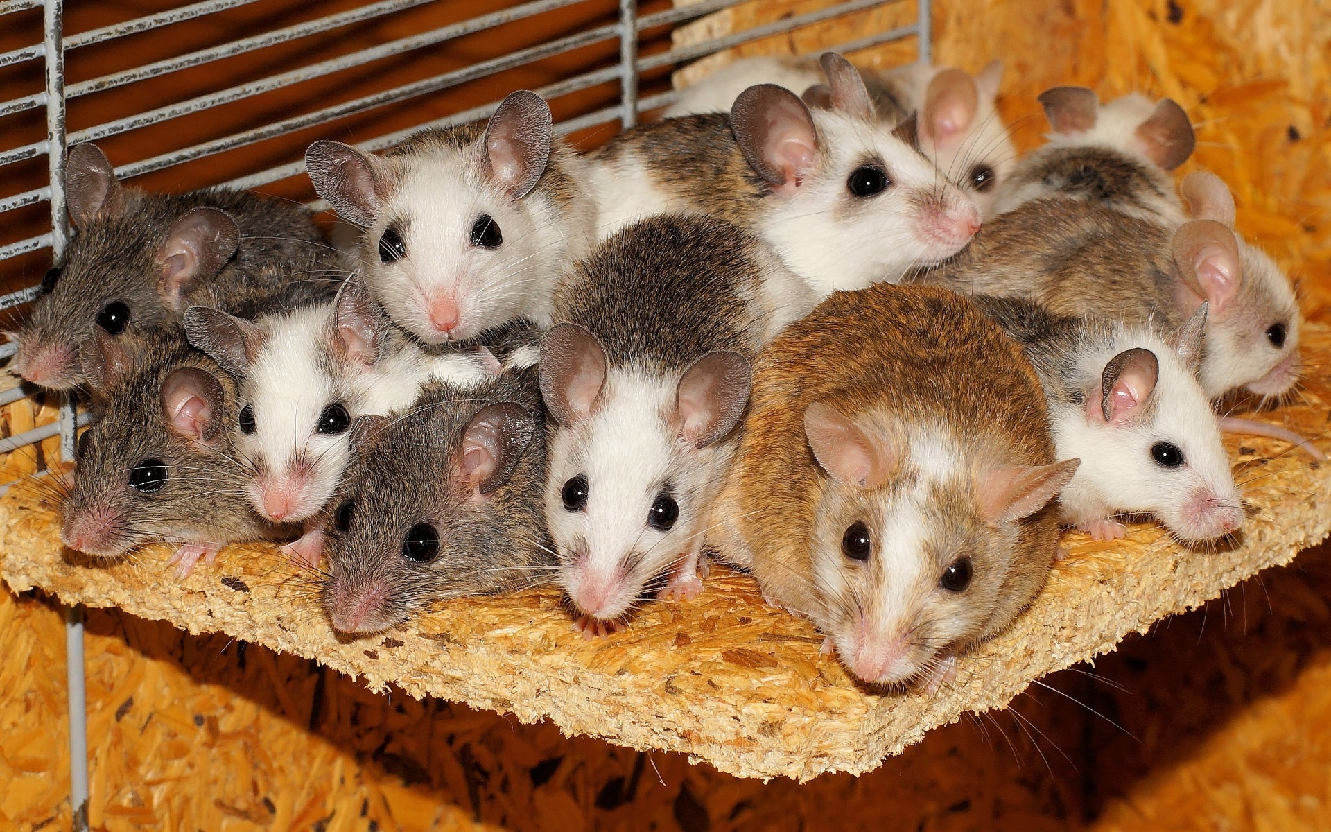Hình những chú chuột đẹp