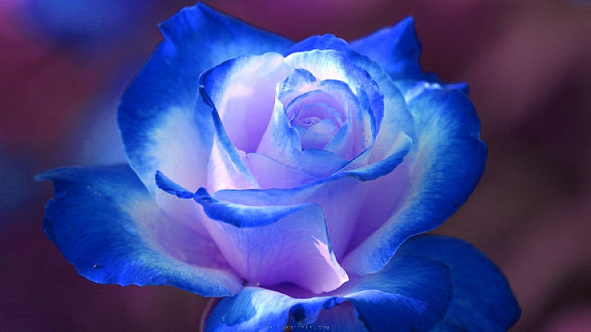 Hoa hồng xanh ảnh đẹp nhất