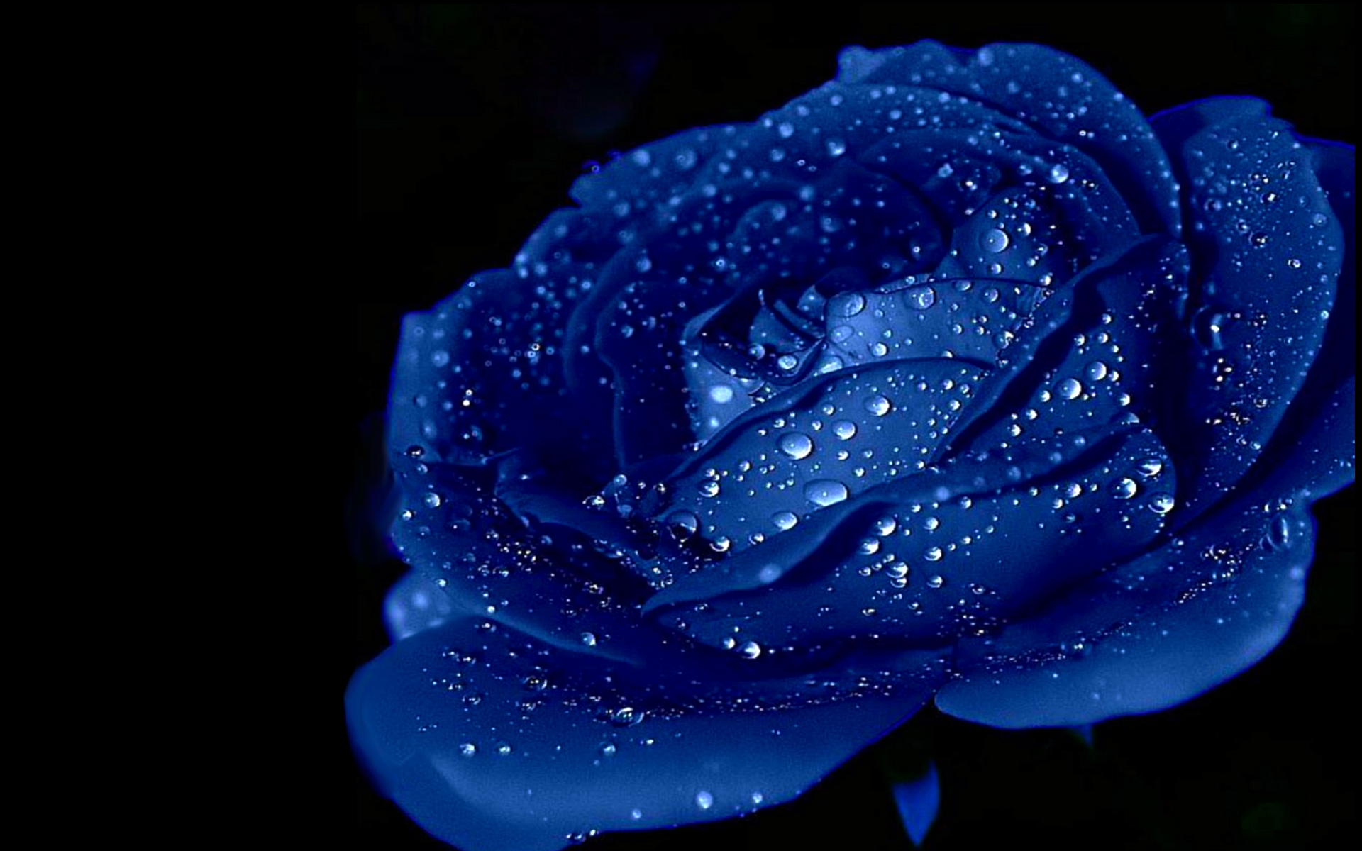 Hoa hồng xanh hình ảnh đẹp nhất