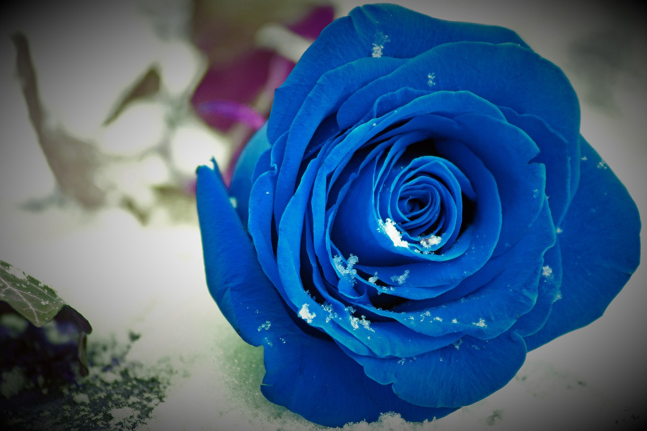 Hoa hồng xanh hình ảnh đẹp