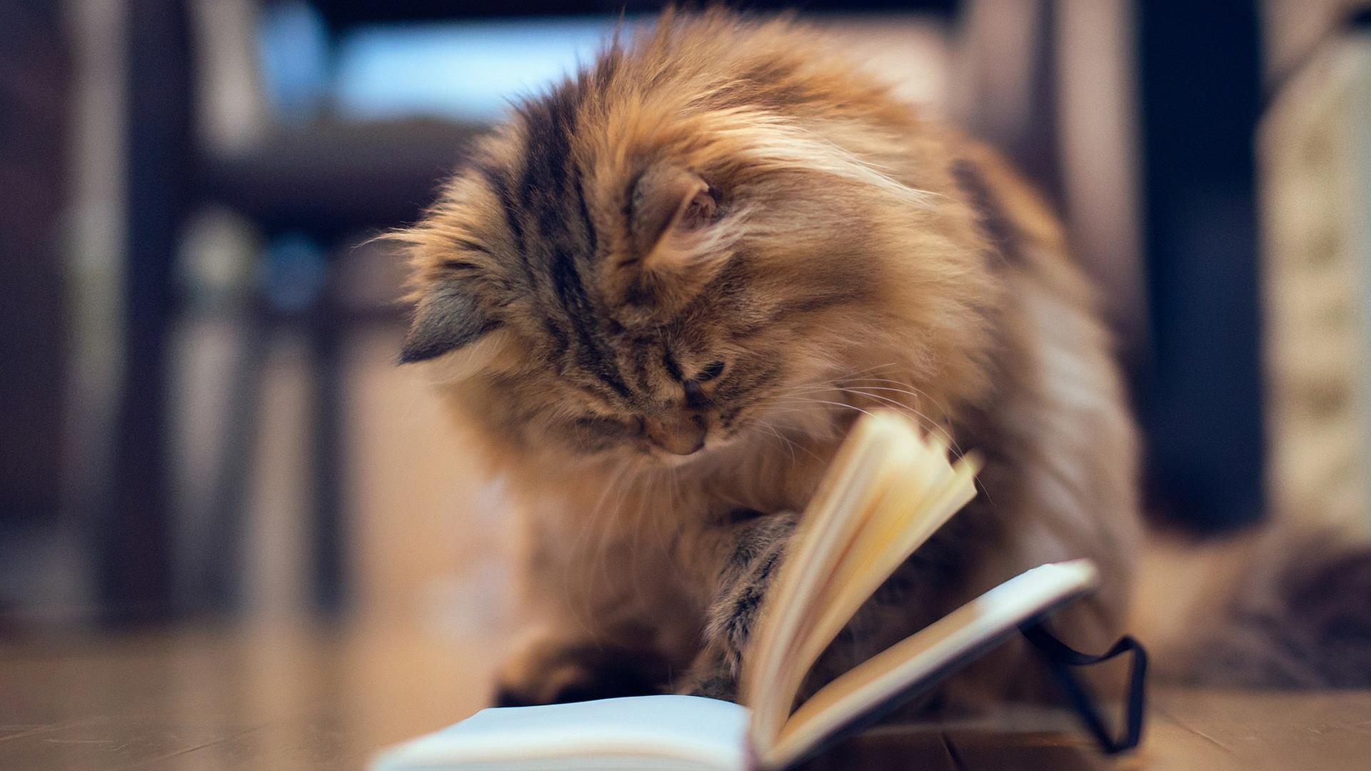 Ảnh chú mèo đọc sách cực cute