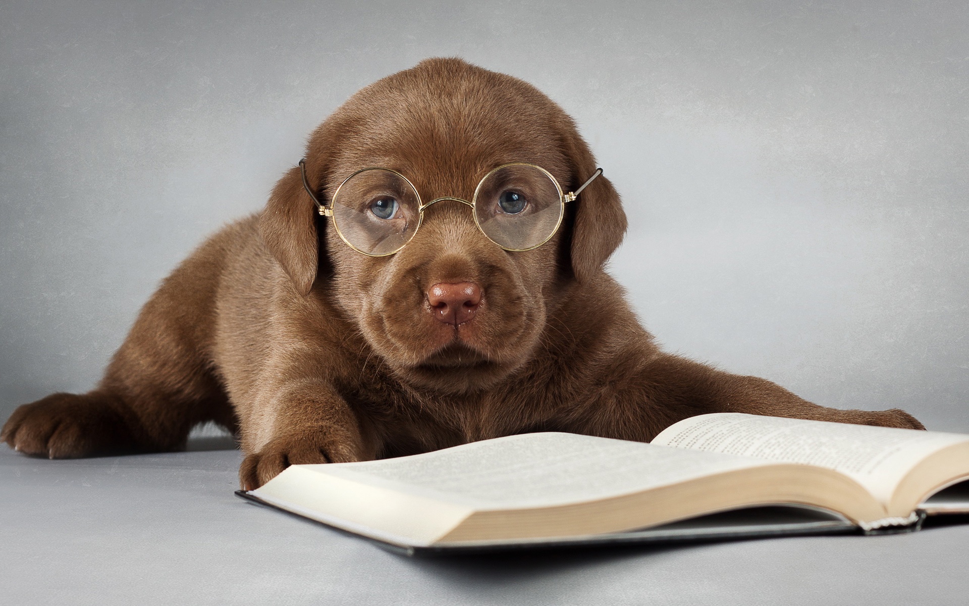 Hình ảnh chú chó đọc sách cute