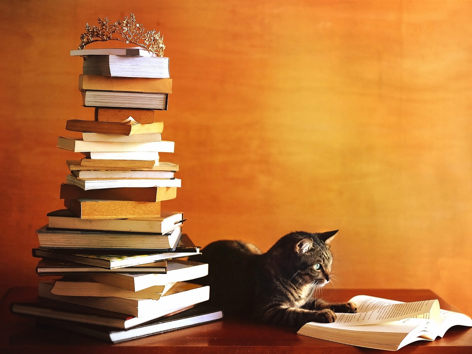 Hình ảnh mèo đọc sách cute
