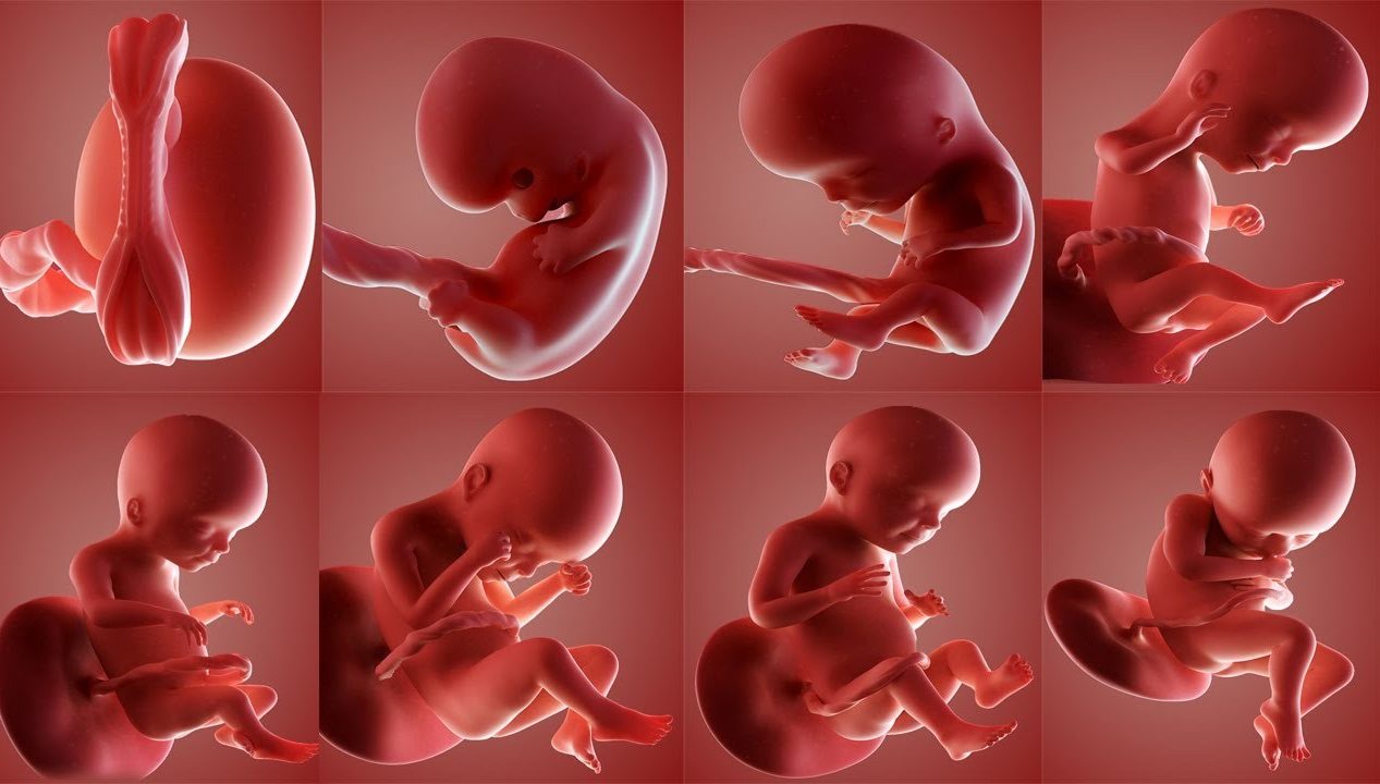 Ảnh các giai đoạn phát triển của thai nhi đẹp nhất