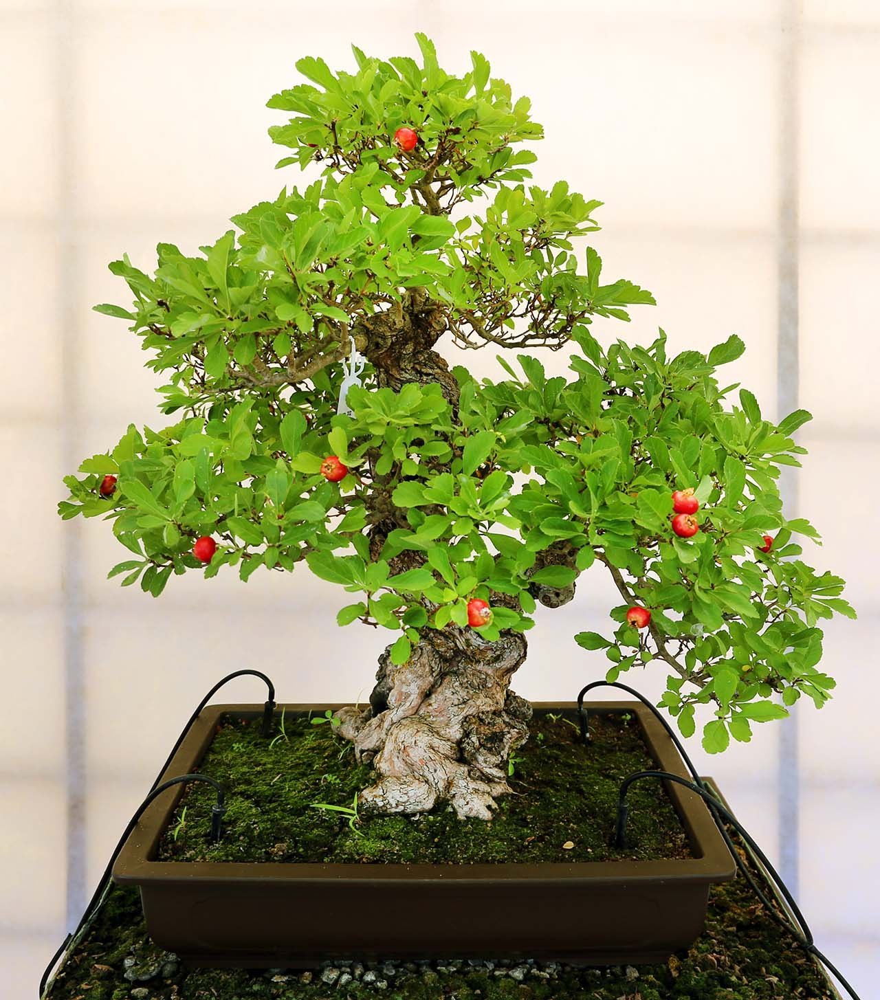 Ảnh cây bonsai đẹp