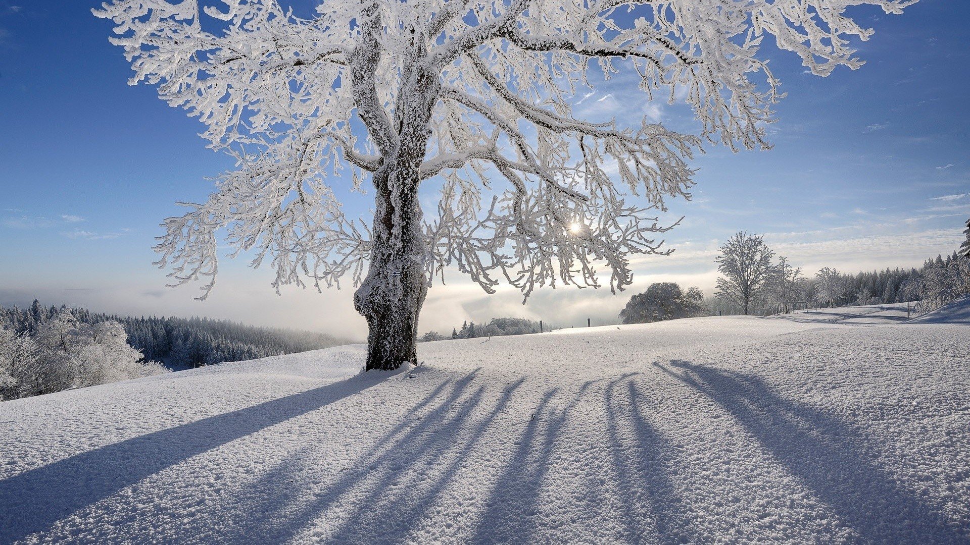 Ảnh cây cực đẹp giữa mùa băng giá