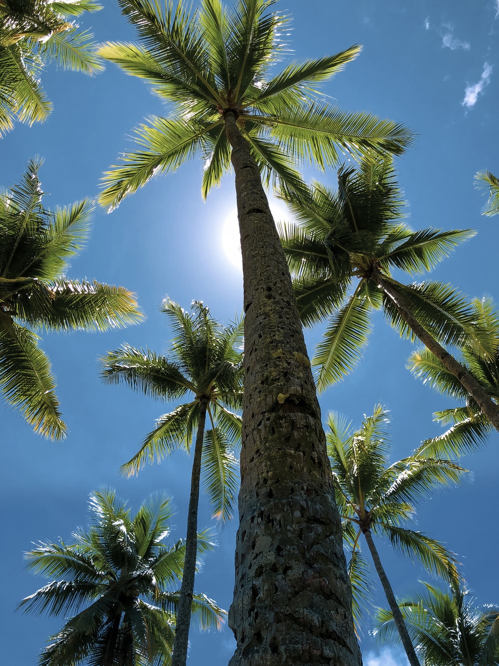 Hình ảnh cây dừa tuyệt đẹp