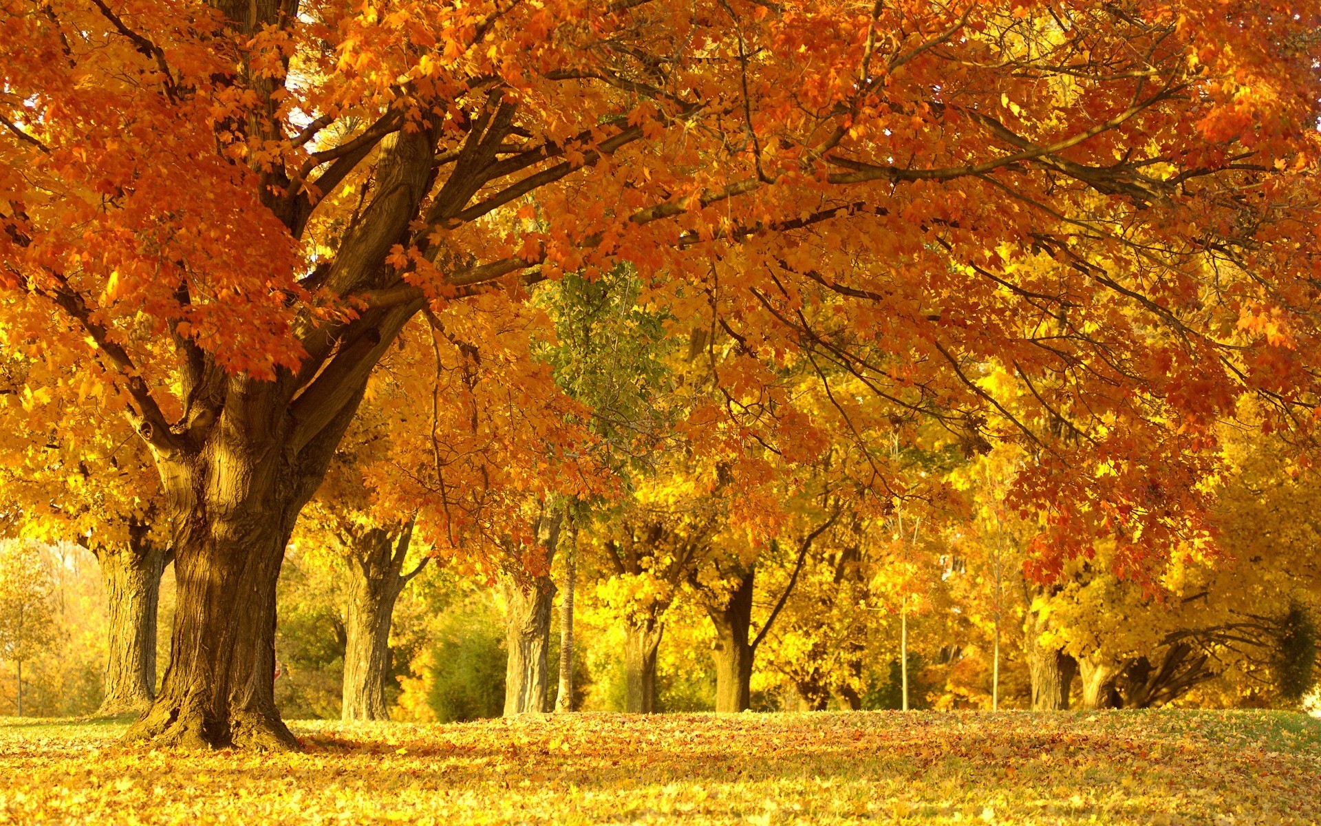 Hình ảnh mùa thu rực rỡ với hàng cây