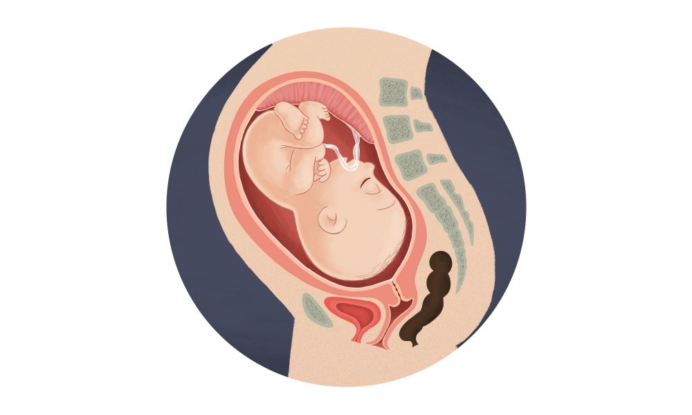 Hình ảnh thai nhi trong bụng mẹ