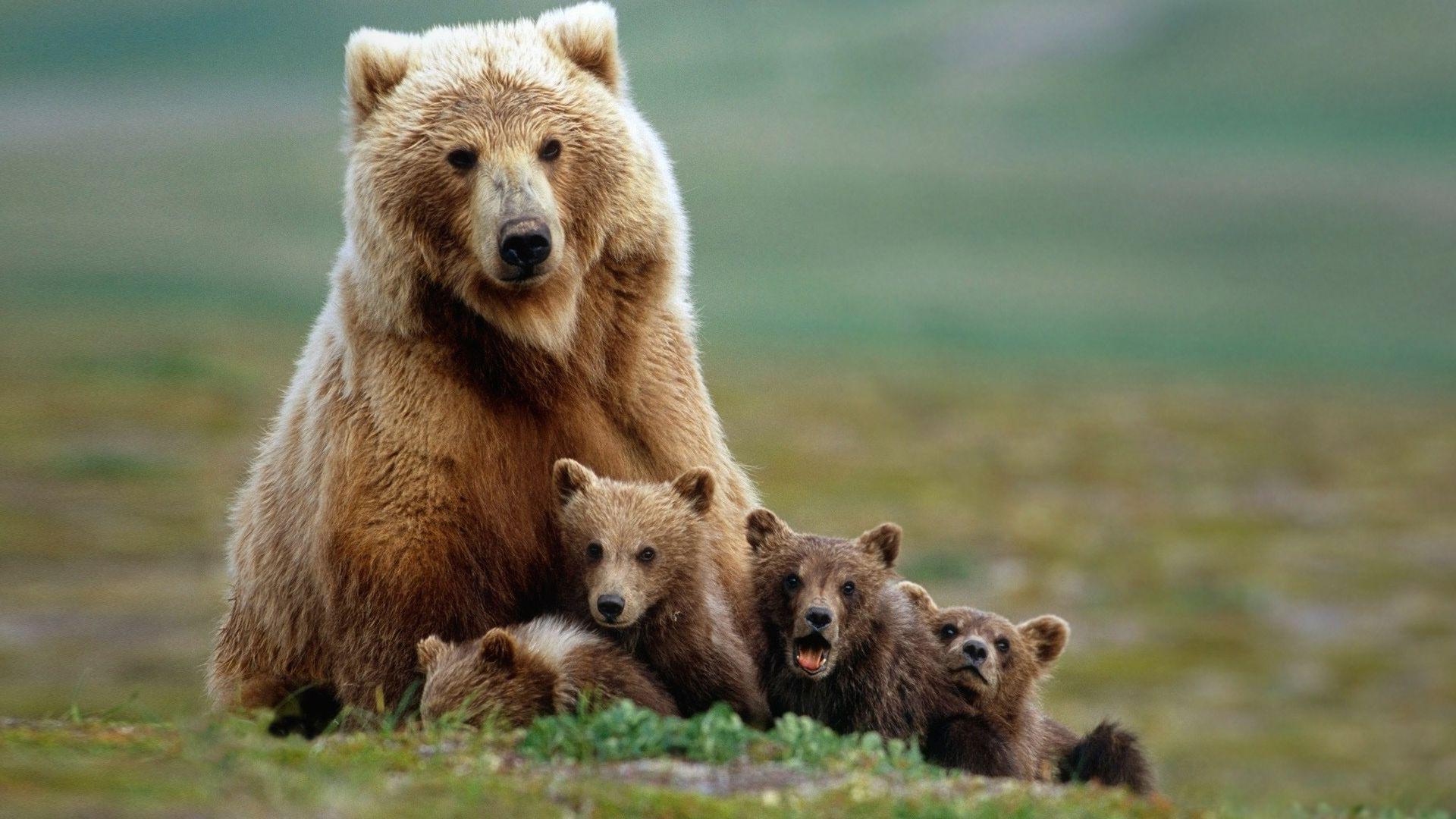 Ảnh gấu mẹ và đàn con cực chất