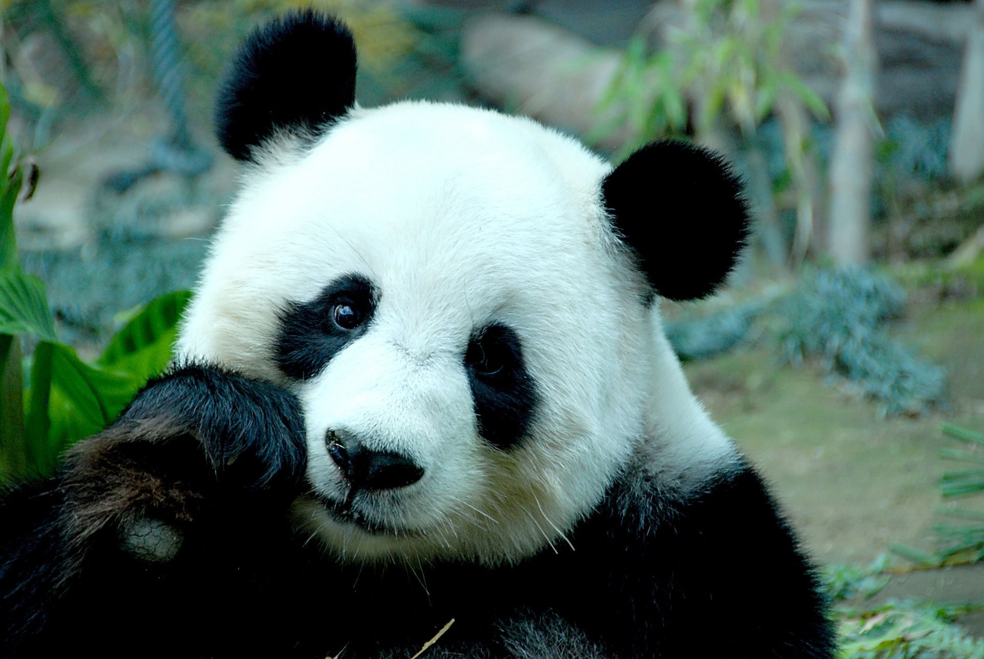 Ảnh gấu trúc Panda dễ thương