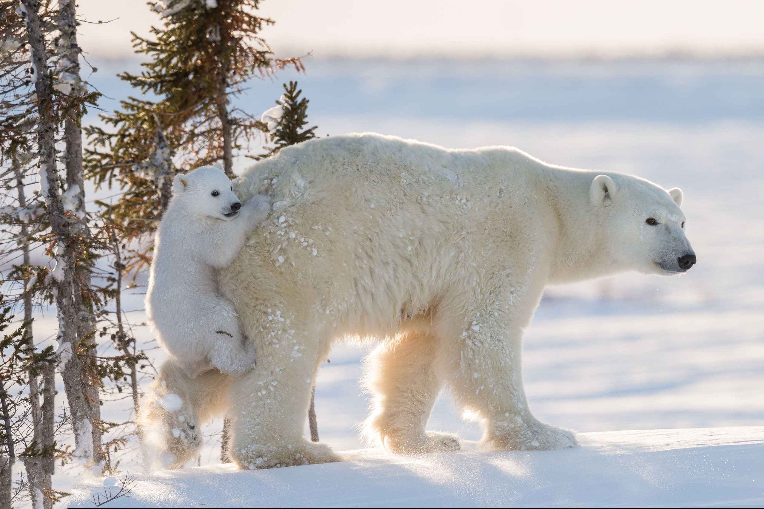 Hình ảnh con gấu bắc cực đẹp