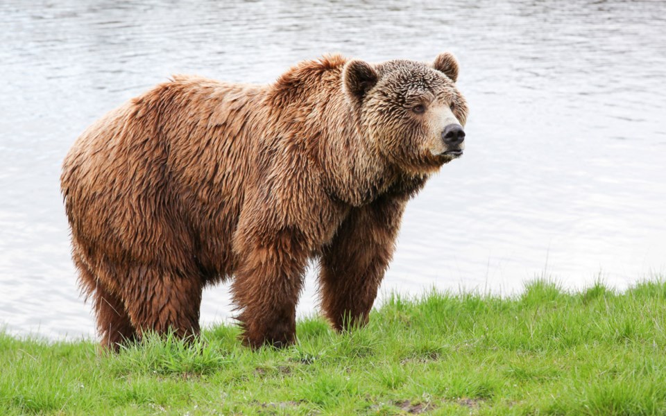Hình ảnh con gấu