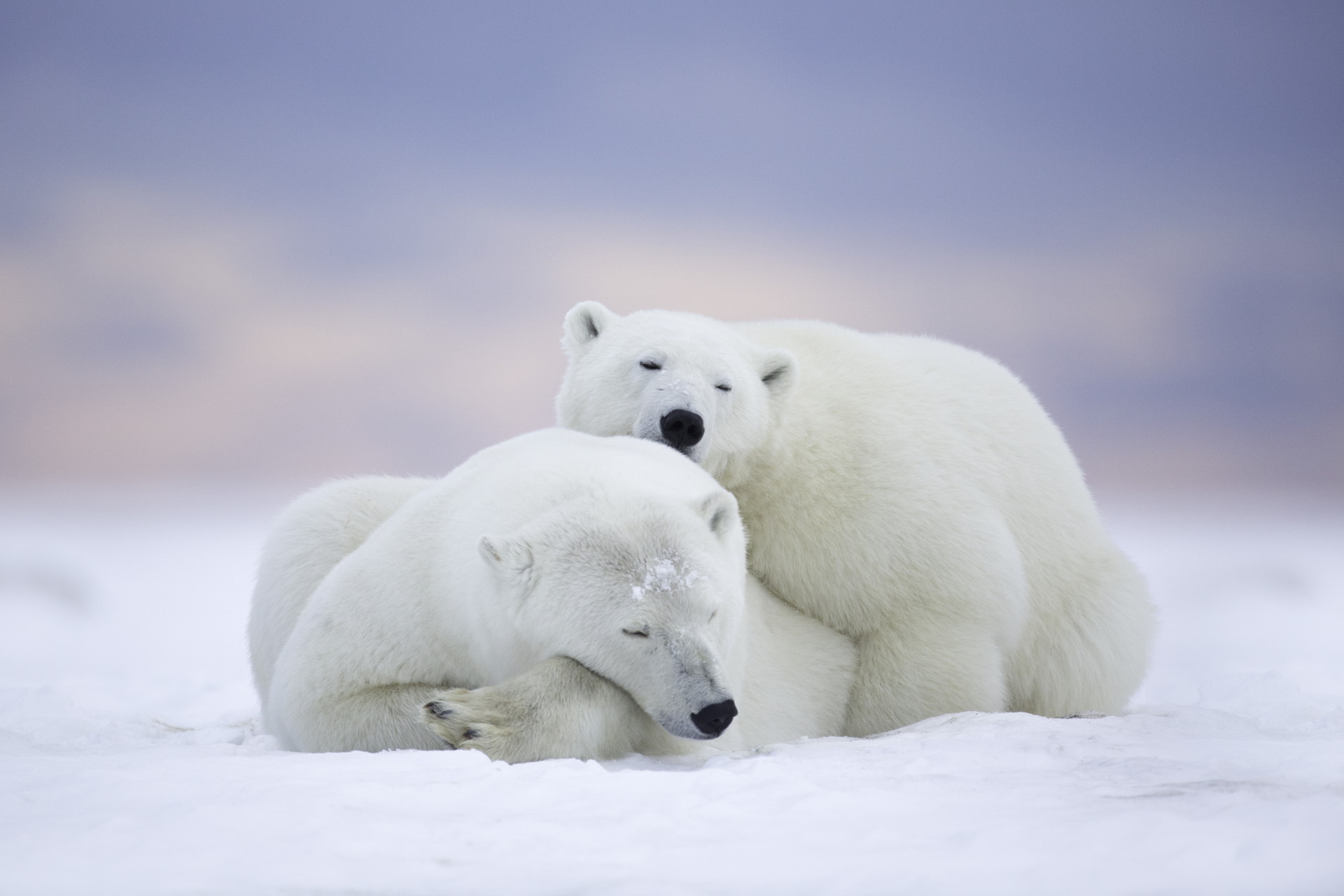 Hình ảnh đẹp con gấu bắc cực