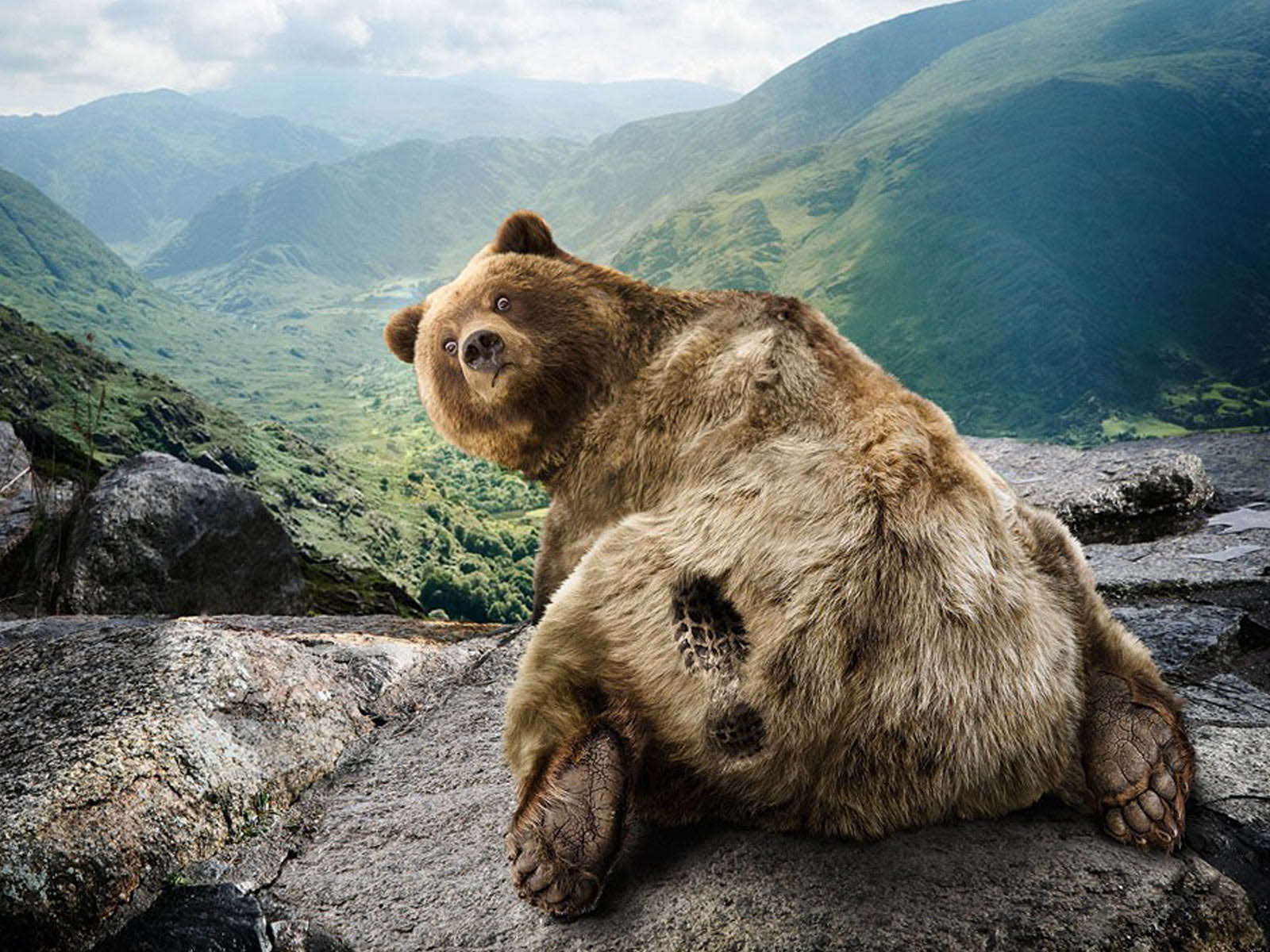 Hình nền con gấu cực cute