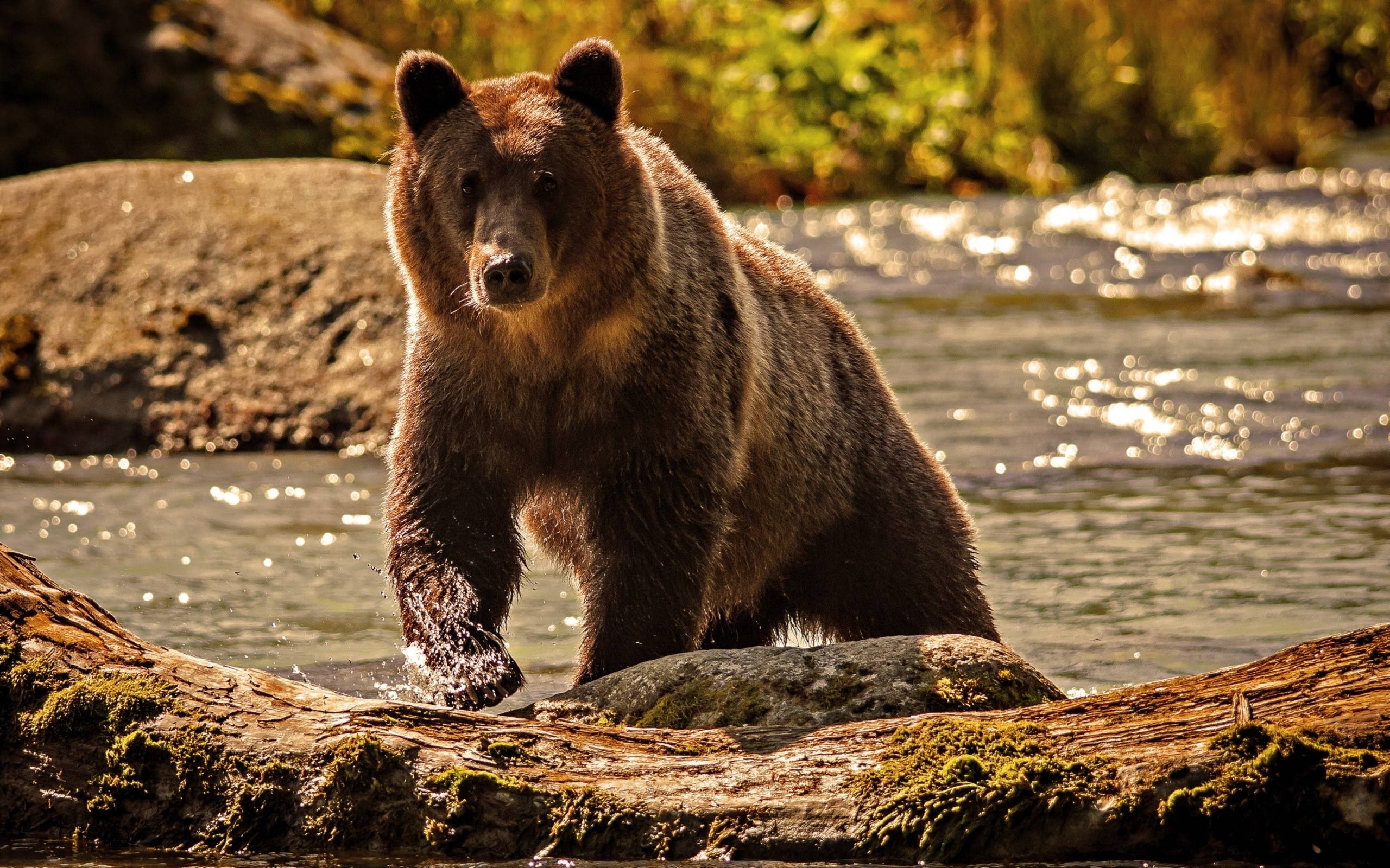 Hình nền con gấu full HD cực đẹp