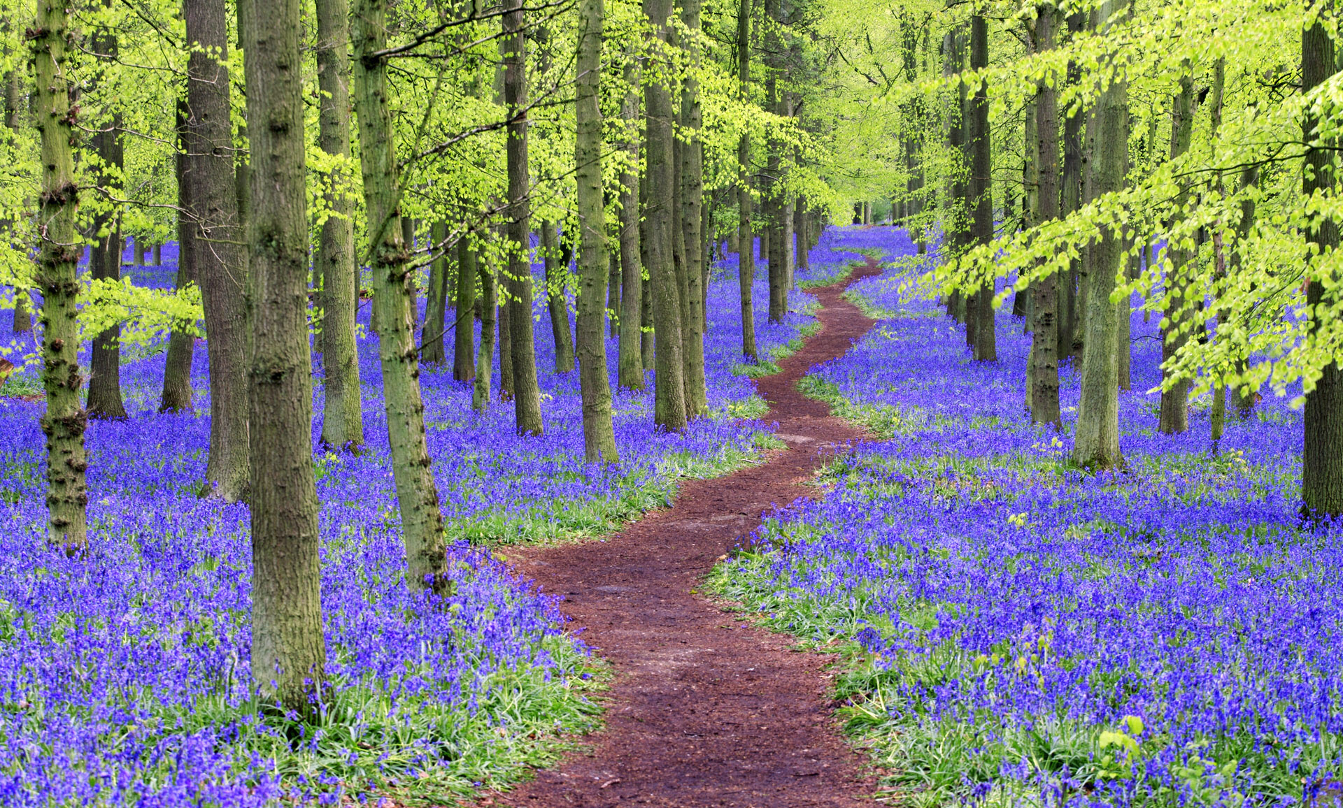 Hình nền thiên nhiên rừng cây bụi hoa tím