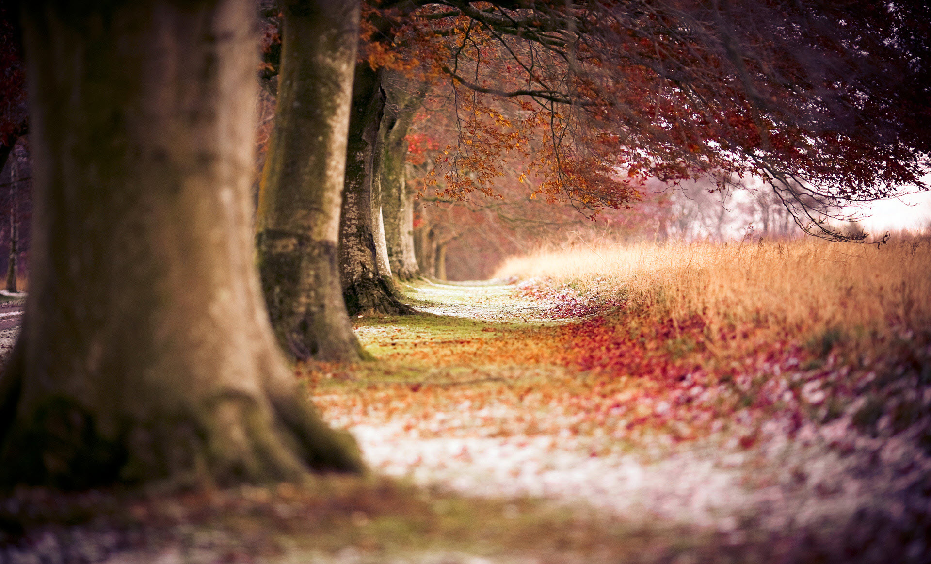 Hình nền thiên nhiên rừng mùa thu lá đỏ